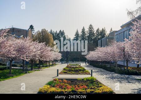 University of British Columbia (UBC) campus. Cherry blossom flowers in full bloom. Vancouver, BC, Canada. Stock Photo