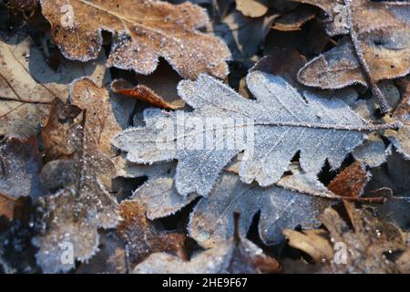 Brown leaves frosted with ice lying on the ground form beautiful patterns and textures. Stock Photo