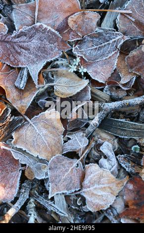 Leaves frosted with ice lying on the ground form beautiful patterns and textures of grey, blue and brown colors. Stock Photo