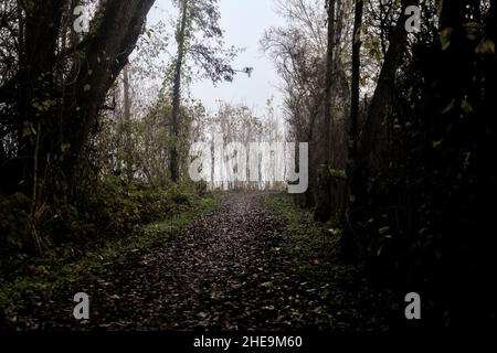 Uphill path in a grove on a foggy day Stock Photo