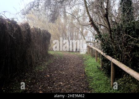 Uphill path in a grove on a foggy day Stock Photo