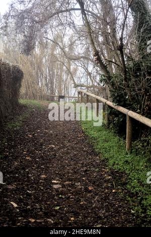 Uphill path in a grove on a foggy day Stock Photo