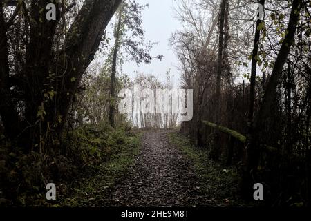 Uphill path in a grove on a foggy day Stock Photo