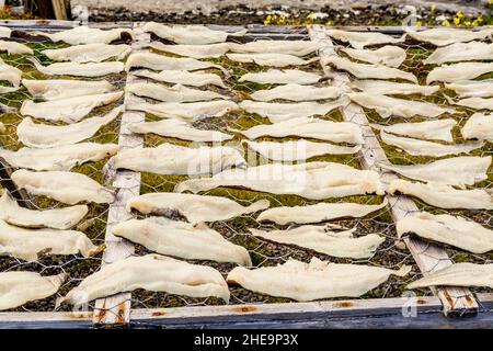 Drying salt cod near Trinity, Bonavista Peninsula, Newfoundland, Canada. Stock Photo