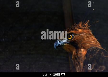 A Javan Hawk-Eagle inside cage. Endangered species in captivity. Nisaetus bartelsi. Stock Photo