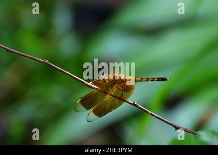 Yellow dragonfly perched on twig. Stock Photo