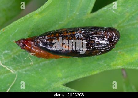 Pupa of Epermenia chaerophyllella also known as the garden lance-wing, is a moth of the family Epermeniidae. Cterpillars are pests, incl. carrots. Stock Photo