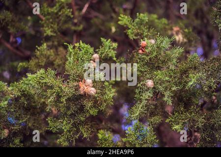 Close-Up Of Juniper Berries Growing On Tree. Juniper branch with blue and green berries growing outside Stock Photo