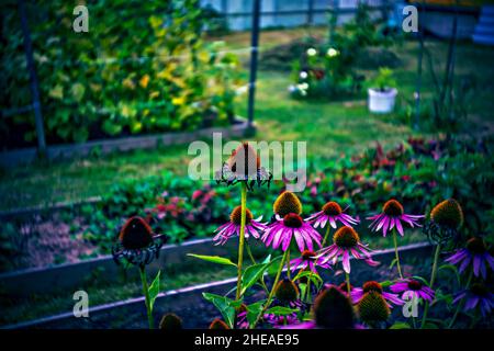 multicolored flowers in the flower bed in summer, lomography Stock Photo