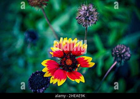 multicolored flowers in the flower bed in summer, lomography Stock Photo