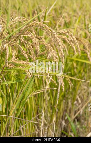 Ear of rice plant in September (autumn), Isehara City, Kanagawa Prefecture, Japan Stock Photo