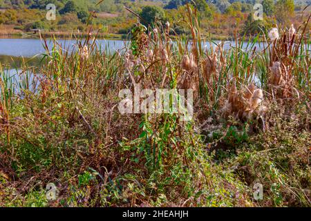 Cattail or bulrush is spreading seeds by blowing in the wind in a wetland or swamp. Stock Photo