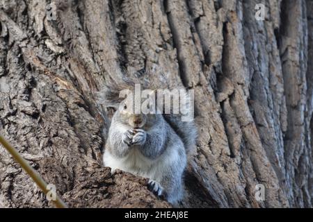 Squirrel sits on a willowtree eating a peanut Stock Photo