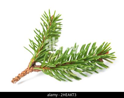 Spruce sprig  isolated on white background Stock Photo