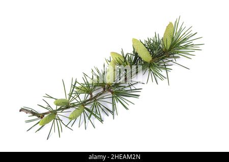 Cedrus deodara branch with cones isolated on white background Stock Photo