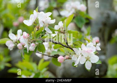 Malus domestica 'Barnack Beauty'. Apple 'Barnack Beauty' blossom late spring/early summer Stock Photo