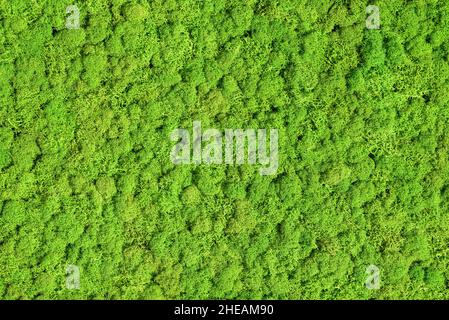 green preserved moss ,nature background Stock Photo