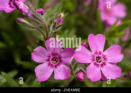 Creeping phlox (Phlox subulata)flowers in a garden Stock Photo