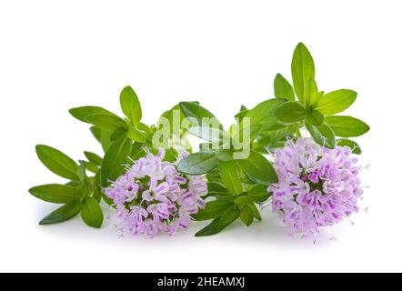 Summer savory plant with flowers isolated on white background Stock Photo