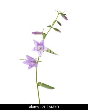 Light lilac Bellflowers isolated on white background. Stock Photo