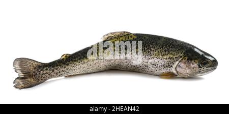 freshly caught trout isolated on white background Stock Photo