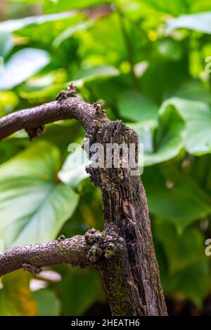 Close-up of bamboo potted plants and old wood in the park Stock Photo