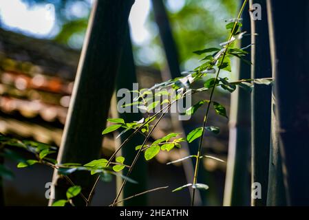 Close-up of bamboo potted plants and old wood in the park Stock Photo