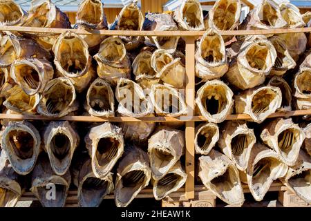 Dried fish, exhibited for tourists, southwest village on Lofoten islands, northern Norway Stock Photo