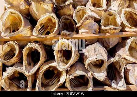 Dried fish, exhibited for tourists, southwest village on Lofoten islands, northern Norway Stock Photo