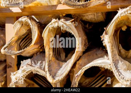 Dried fish, exhibited for tourists, southwest village on Lofoten islands, northern Norway Stock Photo