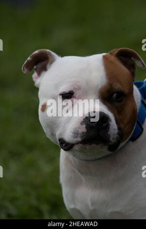 American Staffordshire Terrier portrait Stock Photo