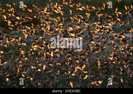 Flock of red-billed queleas (Quelea quelea) in murmuration over marsh at sunrise with backlight, Ndutu, Ngorongoro conservation area, Tanzania, Afr Stock Photo