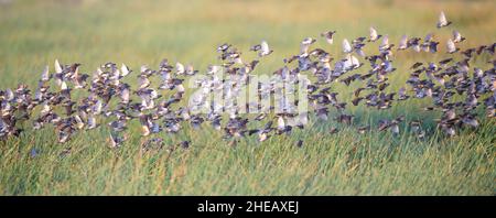 Flock of red-billed queleas (Quelea quelea) flying in murmuration over the marsh at sunrise, Ndutu, Ngorongoro conservation area, Tanzania, Africa. Stock Photo