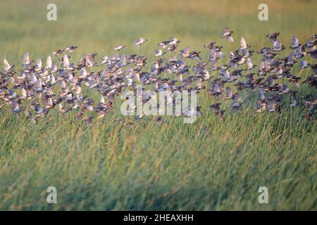 Flock of red-billed queleas (Quelea quelea) in murmuration over the marsh at sunrise, Ndutu, Ngorongoro conservation area, Tanzania, Africa. Stock Photo