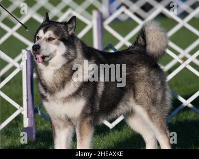 Alaskan Malamutes standing in dog show ring Stock Photo