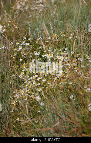 White wildflowers in bloom seen up close Stock Photo - Alamy