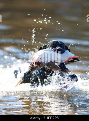 A Labrador Retriever with a Drake Mallard in South Dakota Stock Photo