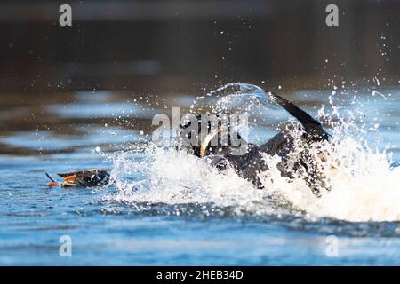 A Labrador Retriever with a Drake Mallard in South Dakota Stock Photo