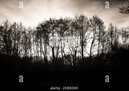 Silhouetted trees against a moody sky at dusk in a serene natural landscape near a water body Stock Photo