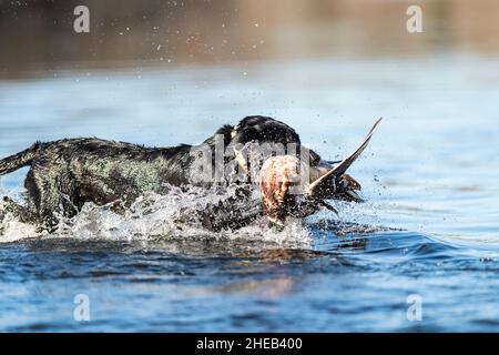 A Labrador Retriever with a Drake Mallard in South Dakota Stock Photo