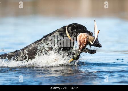 A Labrador Retriever with a Drake Mallard in South Dakota Stock Photo