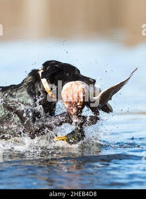 A Labrador Retriever with a Drake Mallard in South Dakota Stock Photo