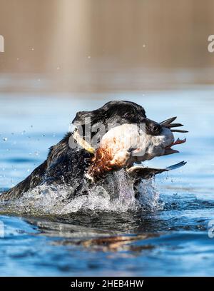 A Labrador Retriever with a Drake Mallard in South Dakota Stock Photo