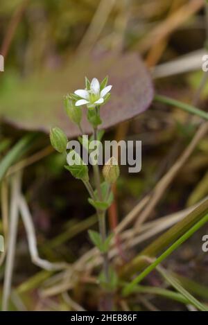 Arenaria serpyllifolia, Thyme-leaved Sandwort Stock Photo
