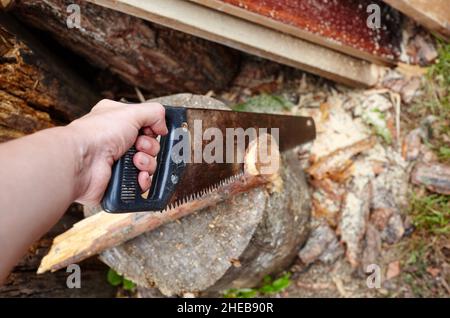 The man is cutting the wood by saw. Preparation of firewood for the winter Stock Photo