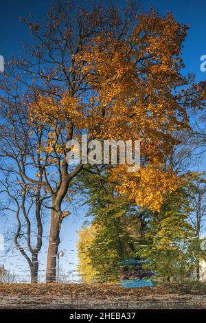 Abstract reflection of an autumn tree in undisturbed water of lake in a park. Stock Photo