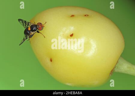 Rhagoletis cerasi is a species of tephritid fruit fly known by the common name cherry fruit fly. It is a major pest of cherry crops in Europe. Stock Photo