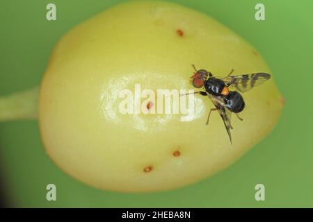 Rhagoletis cerasi is a species of tephritid fruit fly known by the common name cherry fruit fly. It is a major pest of cherry crops in Europe. Stock Photo