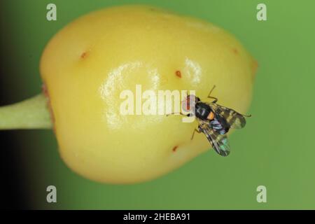 Rhagoletis cerasi is a species of tephritid fruit fly known by the common name cherry fruit fly. It is a major pest of cherry crops in Europe. Stock Photo