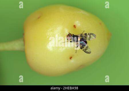 Rhagoletis cerasi is a species of tephritid fruit fly known by the common name cherry fruit fly. It is a major pest of cherry crops in Europe. Stock Photo